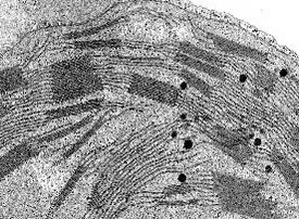 Cyanobacteria1